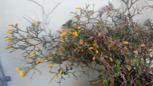 Cactos - Rhipsalis Hatiora salicornioides ao amanhecer смотреть онлайн