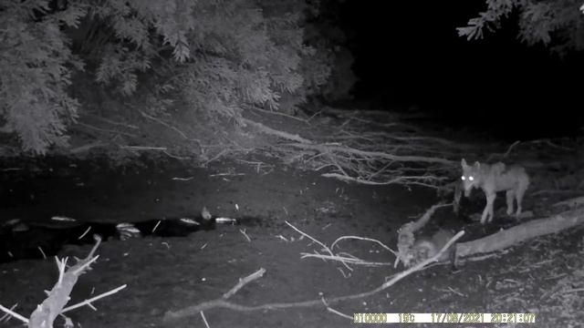 Волк против енотовидной собаки смотреть онлайн