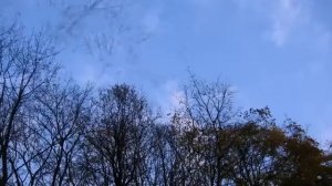 Дерева , вы мои дерева..(сл .Евгения Бачурина)