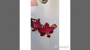 P. Lioulin Rose Bud, тетрапсис на беллину, и а-ля сого шито?