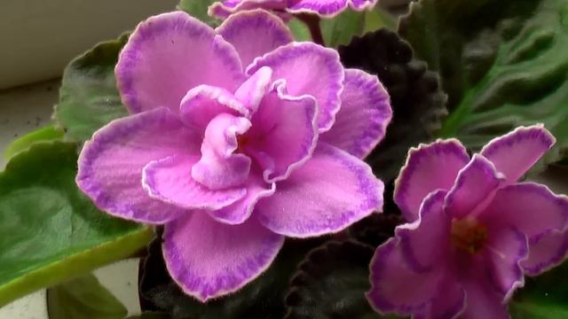 НеВышивальное видео: Мои комнатные цветы + Выставка фиалок в Киеве смотреть онлайн