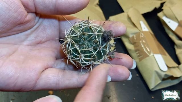 UNBOXING Cactus Plants from THE CACTUS SHED (5 Turbinicarpus & 2 Epithelantha) JUNE 2021 смотреть онлайн