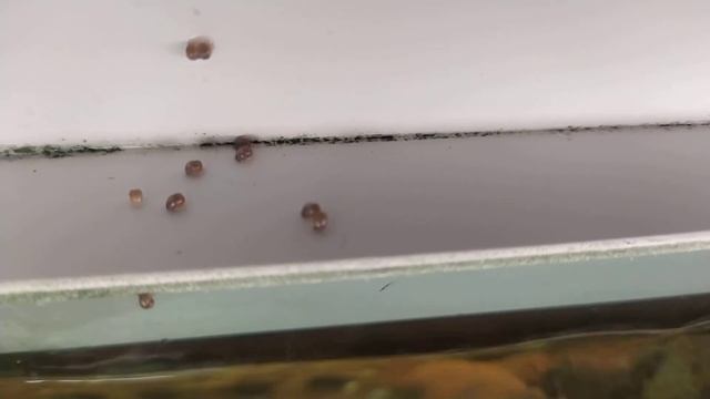 Улитки вылупляются из икры. Ампулярия фиолетовая, голубая. смотреть онлайн