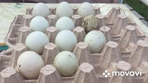 Категория Яиц для инкубации/Утки Индийский Бегунок/ Утка несушка.