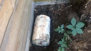 Выращиваем опята на даче