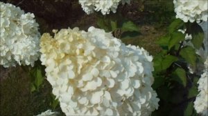 САМАЯ КРУПНАЯ МЕТЕЛЬЧАТАЯ ГОРТЕНЗИЯ - ПОЛЯРНЫЙ МЕДВЕДЬ