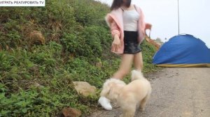 Милая девушка играет с милой собакой, милая собака хочет заняться любовью с милой девушкой