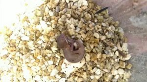 Вылупившийся детёныш хамелеона