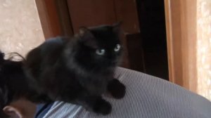 Кошка запрыгнула на спину хозяйке очевидно кошка лечит хозяйке спину Кошка Маляша