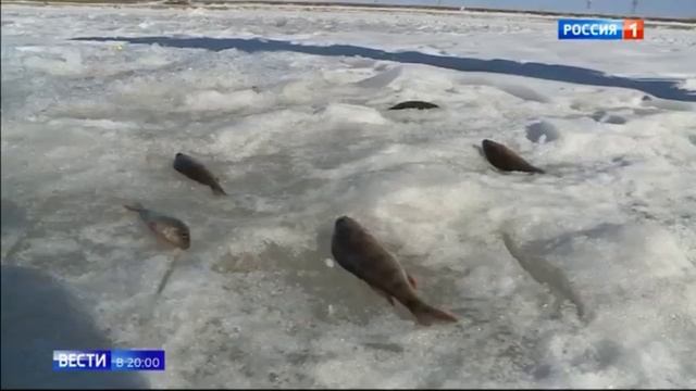Рыба с глистами