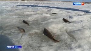 Рыба с глистами