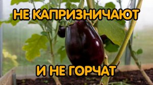 Лучшие сорта баклажанов для теплицы
