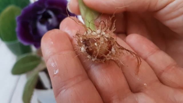 Глоксинии.Вот так лист в воде дает корни и наращивает клубень! смотреть онлайн