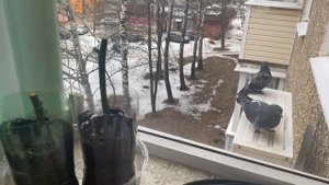 У черенков роз  из букета активно растут почки