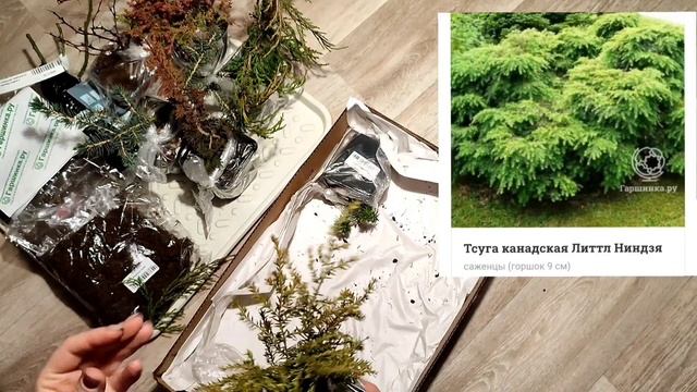 Распаковка посылки из Гаршинки 2023. Прострелы, туя, пихта и др. ?