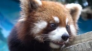 【red panda】A loveable baby who loves to groom