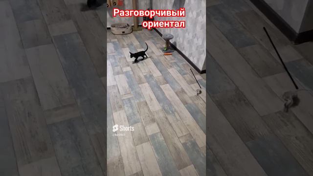Разговорчивый ориентал Бадди#котята #cats #ориентальныйкот