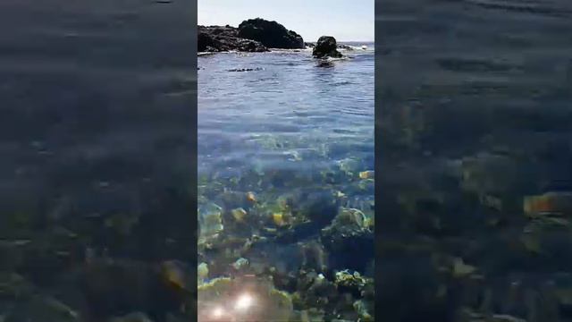 Тенерифе.Манит, манит, манит океан... релакс Tenerife Atlantic Ocean  Канары relaxing Canary