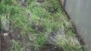 Что делать с горчицей в теплице