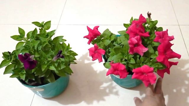 পিটুনিয়া গাছের মাটি তৈরী ও পরিচর্যা||Petunia Soil Preparation And Care смотреть онлайн