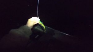 Судак на джиг ночью/Тактика ловли ночного судака/Снасти и приманки/Места ловли/Волга,Саратовское вд