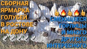 Птичий рынок в Ростове на Дону. Смеющиеся горлицы и много другого интересного на ярмарке голубей.