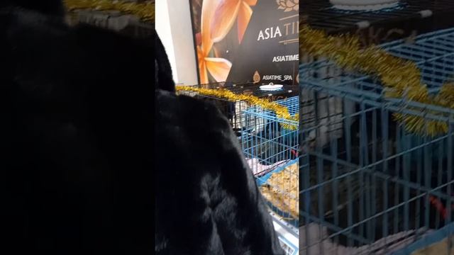 форум-выставка кошечек и котиков,ТЦ Фили Град,18.12.21 смотреть онлайн