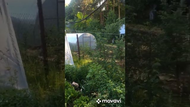 Я у бабушки на даче смотреть онлайн