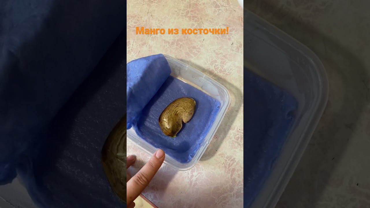 Как прорастить манго дома. Часть 1 смотреть онлайн