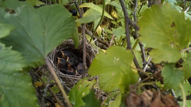 Нашли гнездо с птенцами в кустах смородины смотреть онлайн