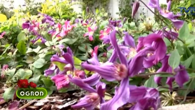 Ogród bez tajemnic ,,Cięcie powojników i róż'' смотреть онлайн