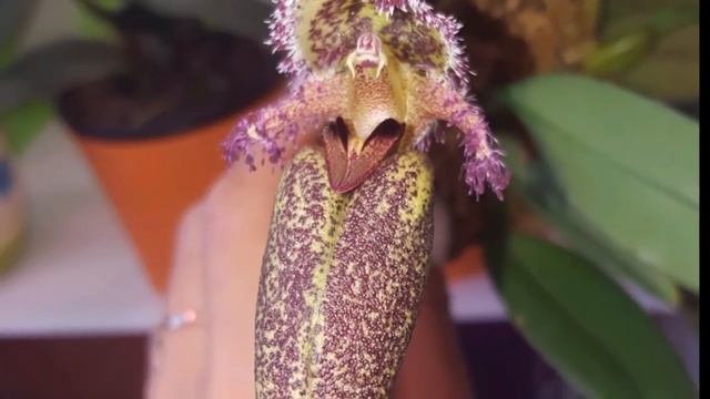 Bulbophyllum fascinator смотреть онлайн
