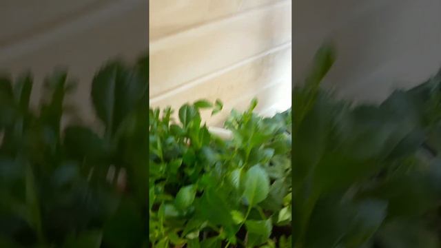 Георгины вегетативные