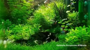 музыка природы от Надежда Лоскутова BFMrelax