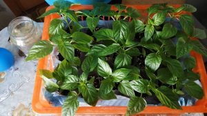 ВТОРАЯ ПОДКОРМКА РАССАДЫ СЛАДКОГО ПЕРЦА. ГУМАТ КАЛИЯ!