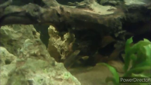 Домашний аквариум с цихлидами и сомами на 112 литров  Fishtank with cichlid  catfish 30 gallon