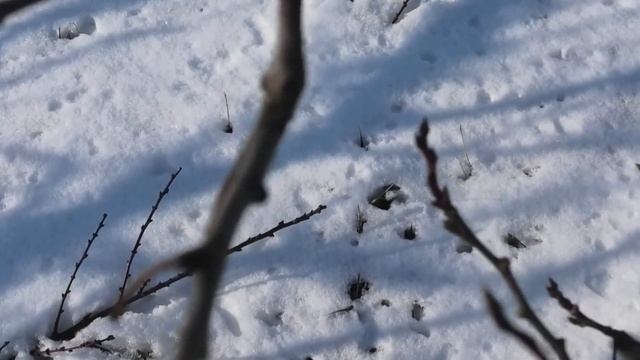 Как различать ПЛОДОВУЮ ПОЧКУ АБРИКОСА, сливы, алычи