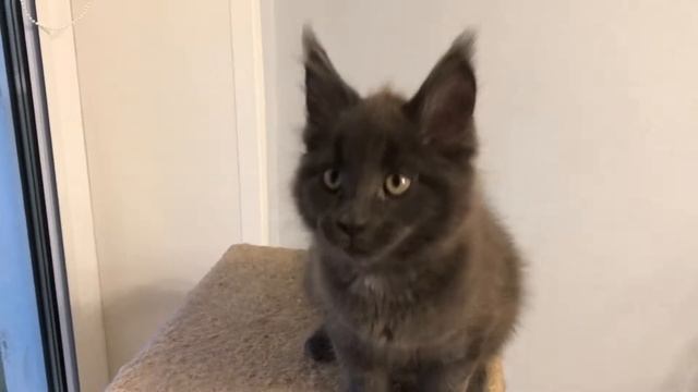 Голубой дым с белым (as 09) кот мейн-кун, 3 месяца смотреть онлайн