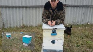 Как подготовить пчел к зимовке & Сборка гнезда пчел на зиму