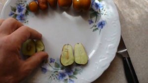 Зизифус ГРУШЕВИДНЫЙ дегустация. Ziziphus tasting.