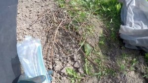 Подготовка грядок для выращивания клубники