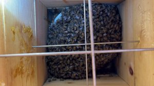 Японский улей, жизнь в нутри крупным планом - Japanese hive, life inside close-up - 239