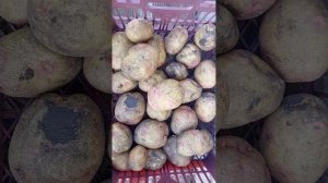 Пикассо. Красивый среднепоздний сорт картофеля. Вкус тоже неплох.