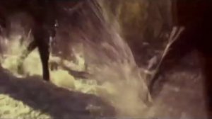 За лесом солнце просияло