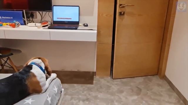 Бигль — порода собак о которой мечтают все дети, и вот почему!
