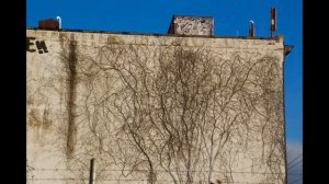 Climbing Plants