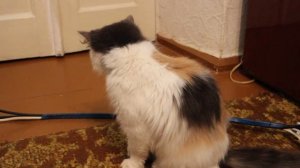 Простуда у кошки, кошка приболела и чихает