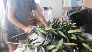 СРЕЗКА ЛИЛИЙ. Когда, как и во что...