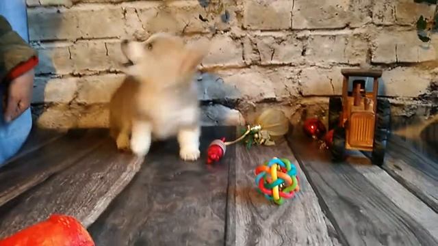 Щенок Вельш корги пемброк. Продажа смотреть онлайн