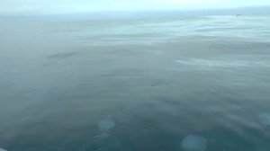 Крым. Ловим самую дорогую рыбу Черного моря